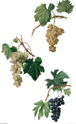 Discount Papel de Arroz Grapes 54x33cm Papeles|Decoupage