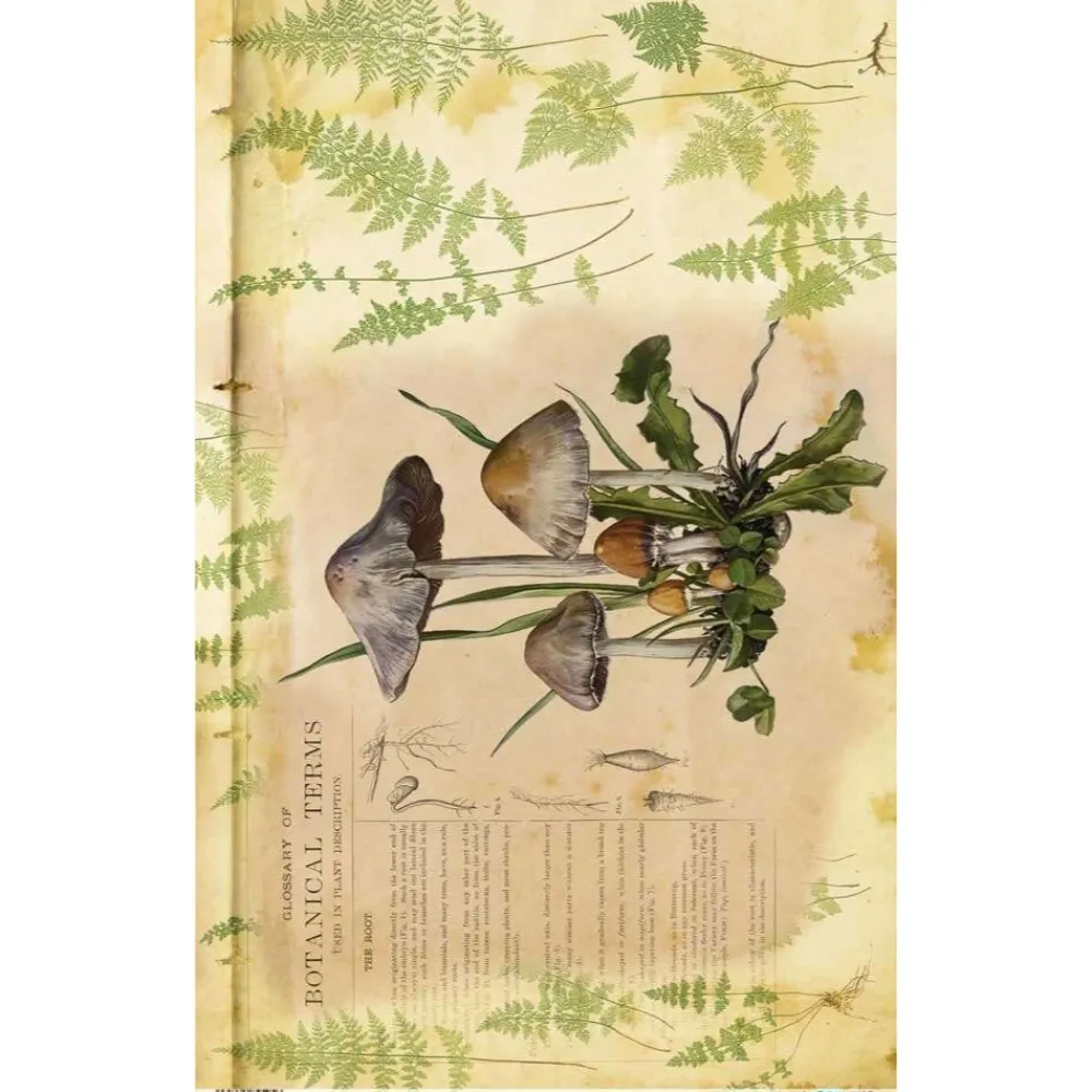 Online Papel de Arroz Mushrooms IV Botanical Book 54x33cm Decoupage